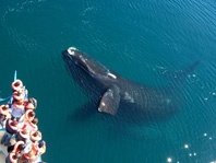 Avistaje de ballenas en Puerto Madryn