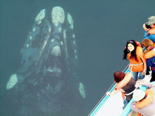Ballenas en Pen&iacute;nsula Vald&eacute;s